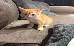 Mixed Breed cats for sale: 11 week old kitten  - Image 2