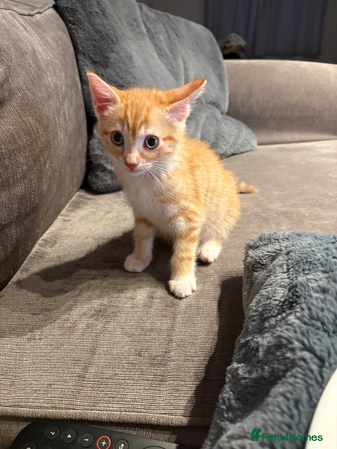 Mixed Breed cats for sale: 11 week old kitten  - Image 2