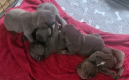 French Bulldog dogs for sale: Miss katie - Image 9