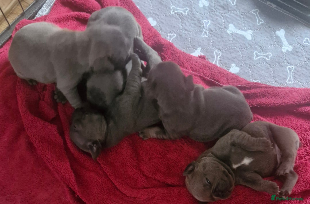 French Bulldog dogs for sale: Miss katie - Image 9