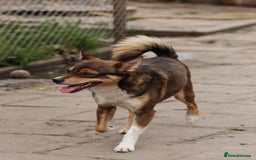 Mixed Breed dogs for adoption: 💙🐶 CHICO 🐶💙 - Image 5