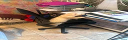 Ferret rodents for sale: 2 male ferrets in Liverpool - Advert 2