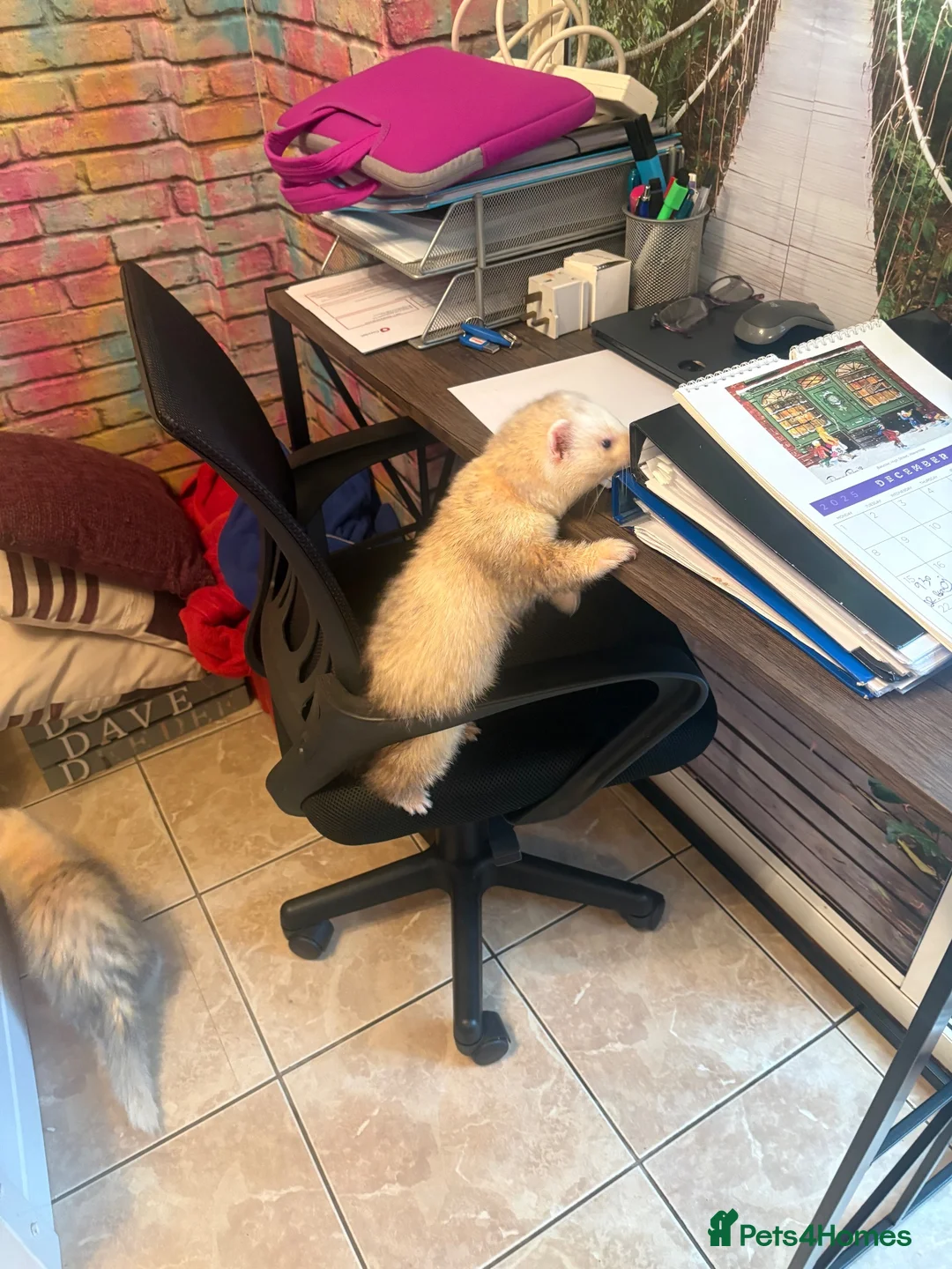 Ferret rodents for sale: 2 male ferrets in Liverpool - Advert 2