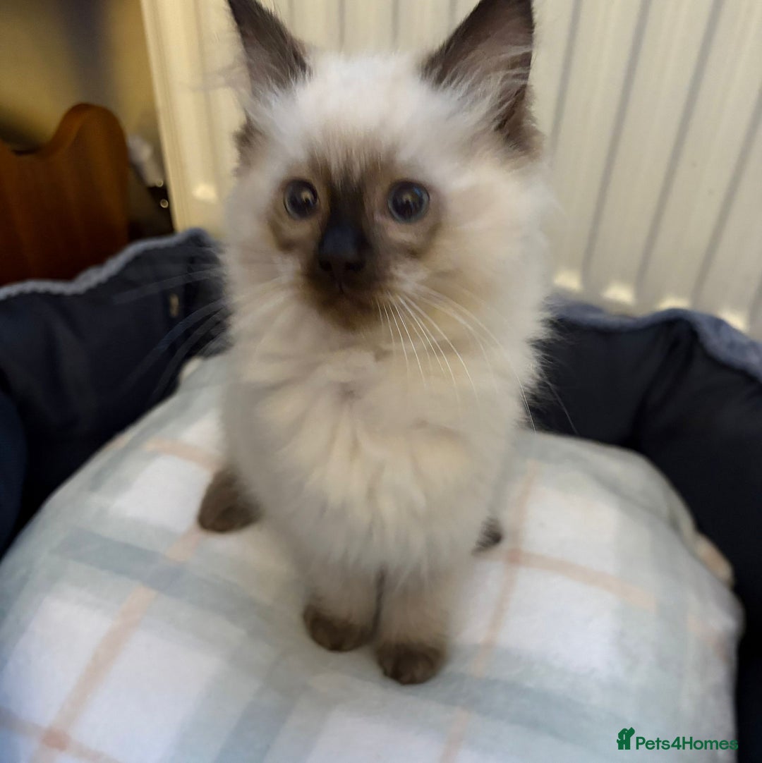 Ragdoll cats for sale: Ragdoll Kittens - Advert 12