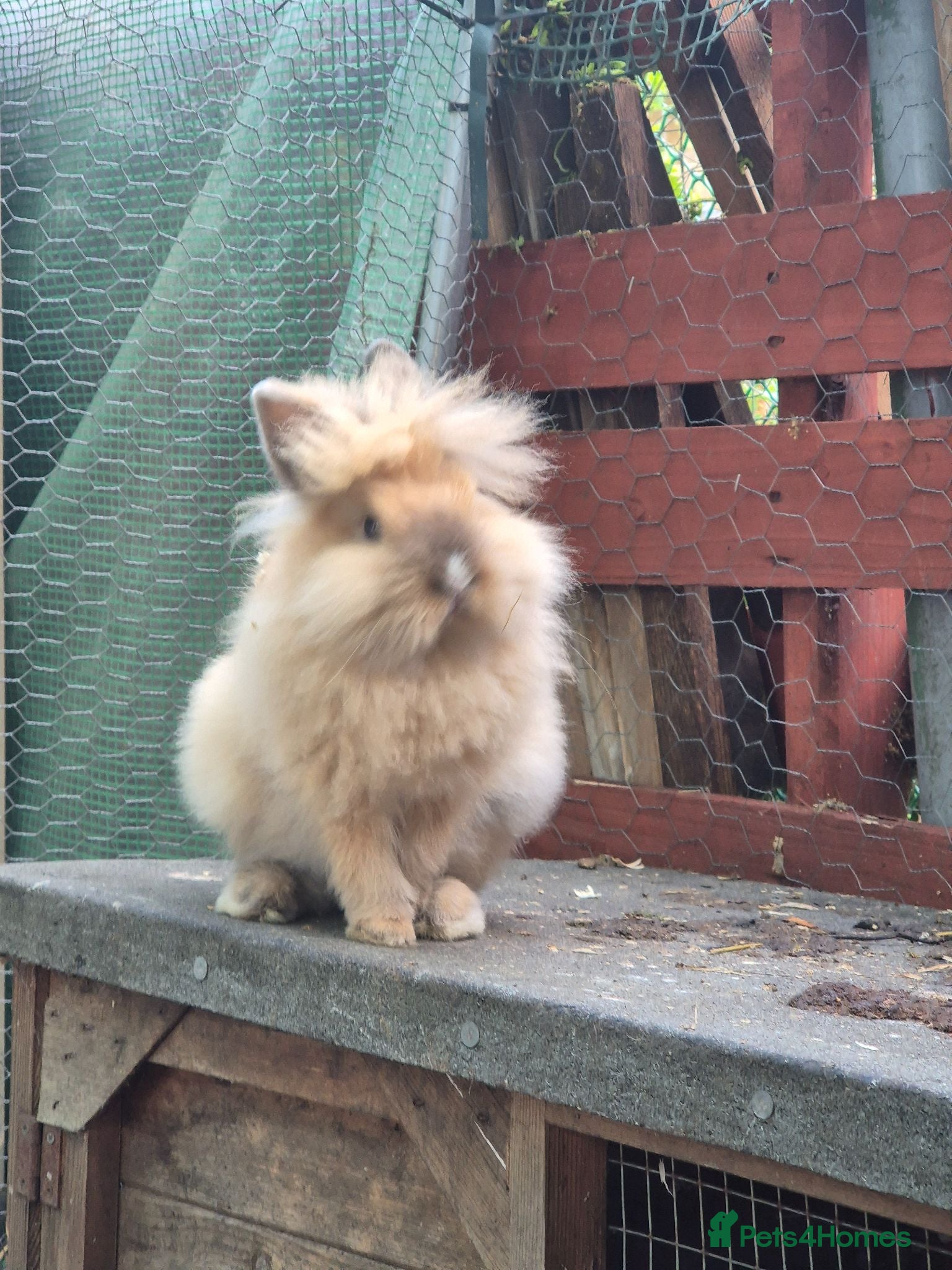 Lionhead rabbits Double Mane Lionhead Bunnies  - Advert 4