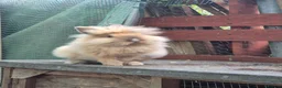 Lionhead rabbits for sale: Double Mane Lionhead Bunnies  - Advert 1