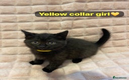 British Shorthair cats for sale: 7 stunning British shorthair cross kittens🩷🩵 - Image 4