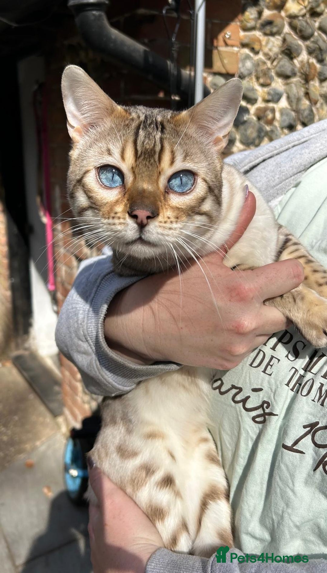 Bengal cats for stud: TICA Seal Lynx Snow Blue Eyed Bengal Stud in Thetford - Advert 1