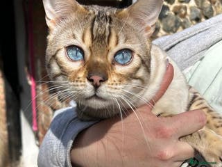 Bengal cats TICA Seal Lynx Snow Blue Eyed Bengal Stud in Thetford - Advert 20