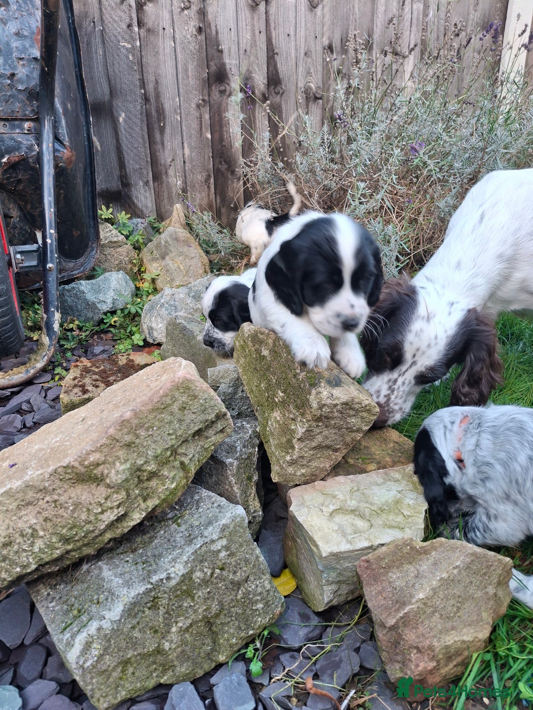 Cocker Spaniel dogs for sale: Our last pup - Ready now - KC Reg cocker spaniel! - Advert 27