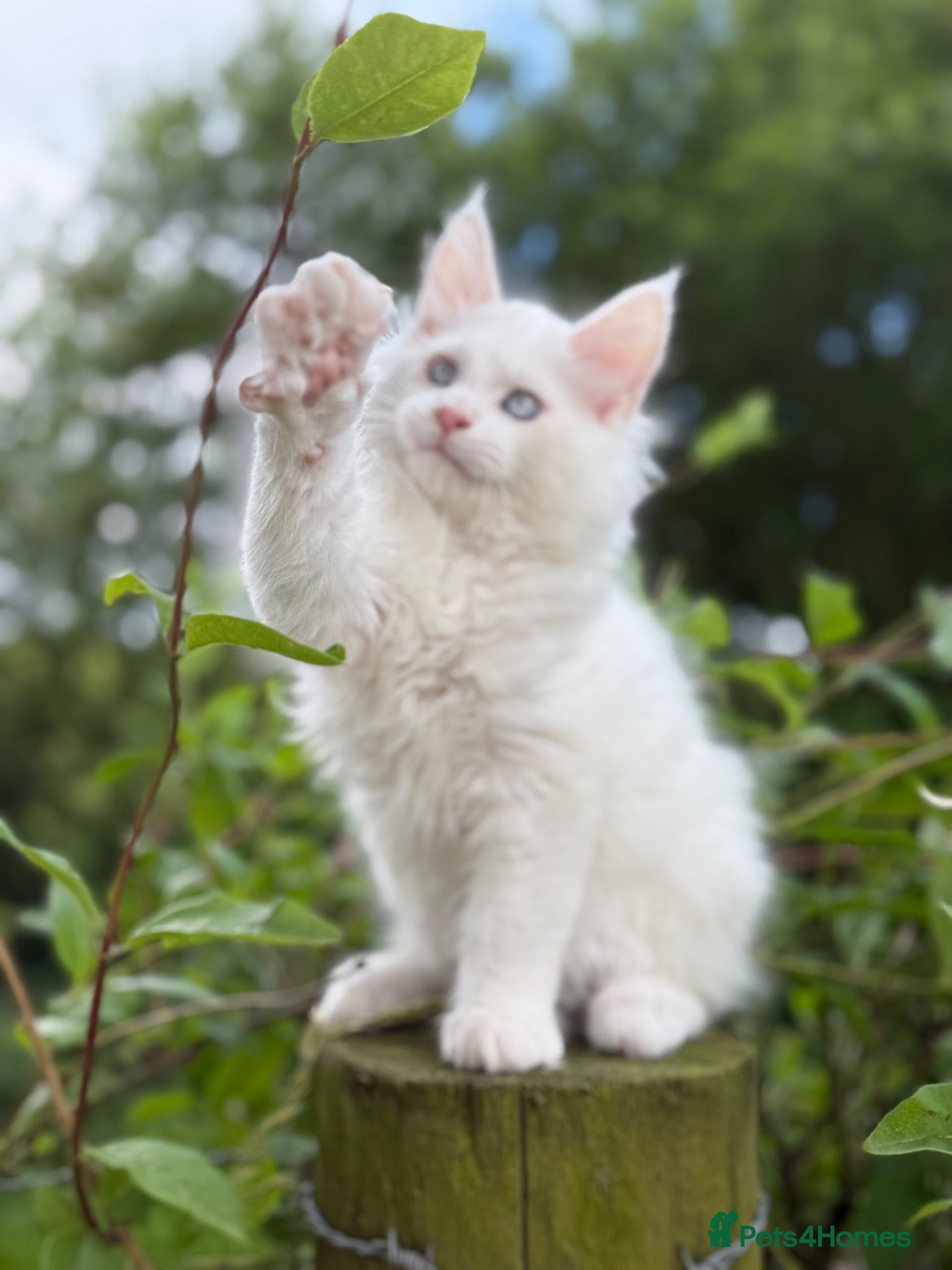 Maine Coon cats We have 1 white blue eyed boy available .  - Advert 1