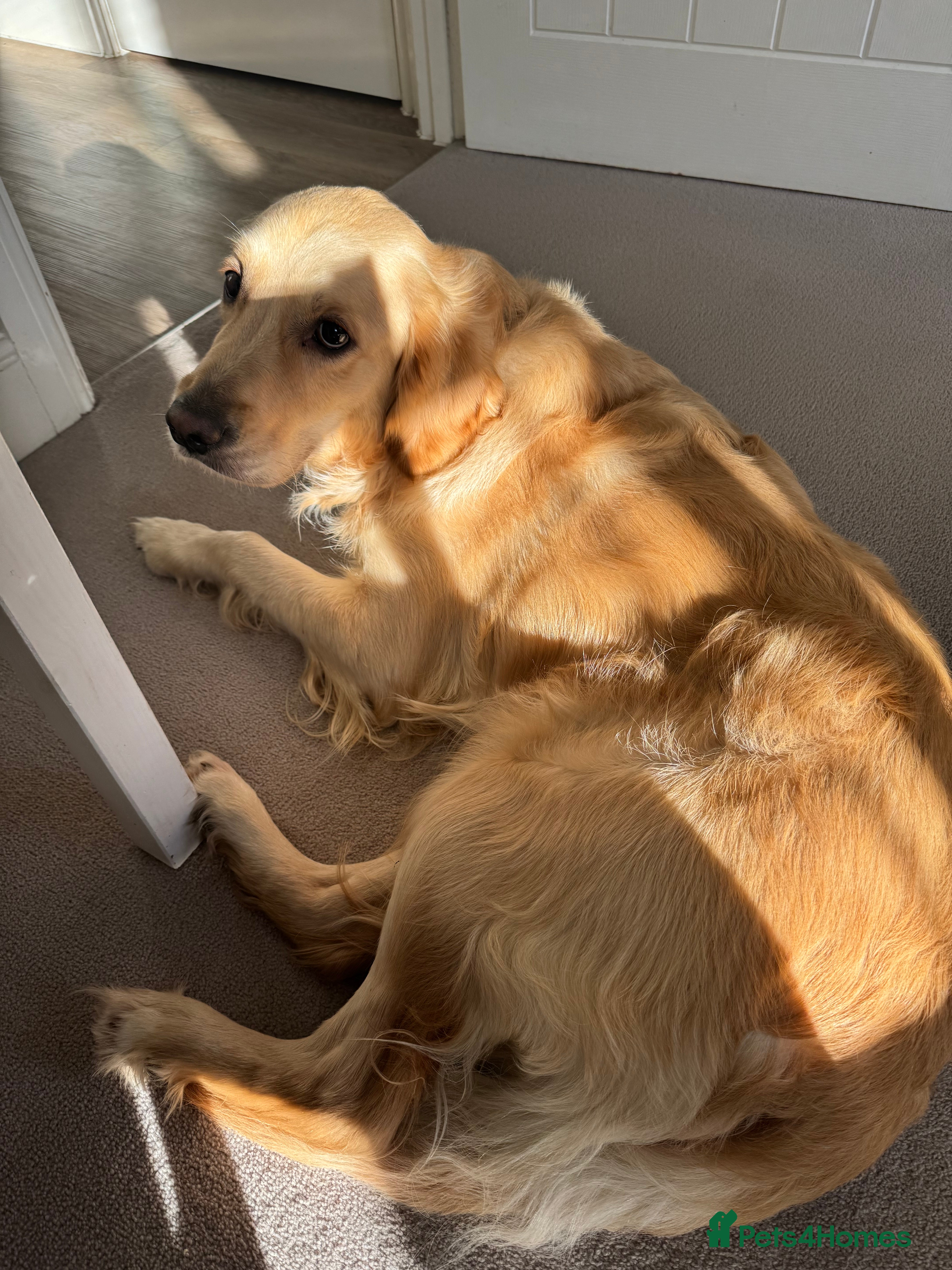 Golden Retriever dogs Beautiful KC registered Golden Retriever puppies - Advert 4