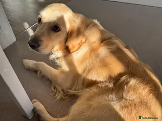 Golden Retriever dogs Beautiful KC registered Golden Retriever puppies - Advert 4