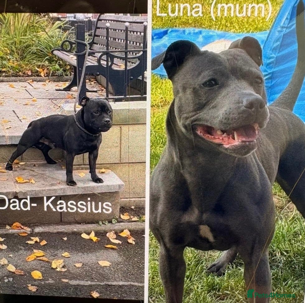 Staffordshire Bull Terrier dogs 🐶CHUNKY STAFF BULL TERRIER PUPPIES–BLUE & BLACK🐶 - Advert 1
