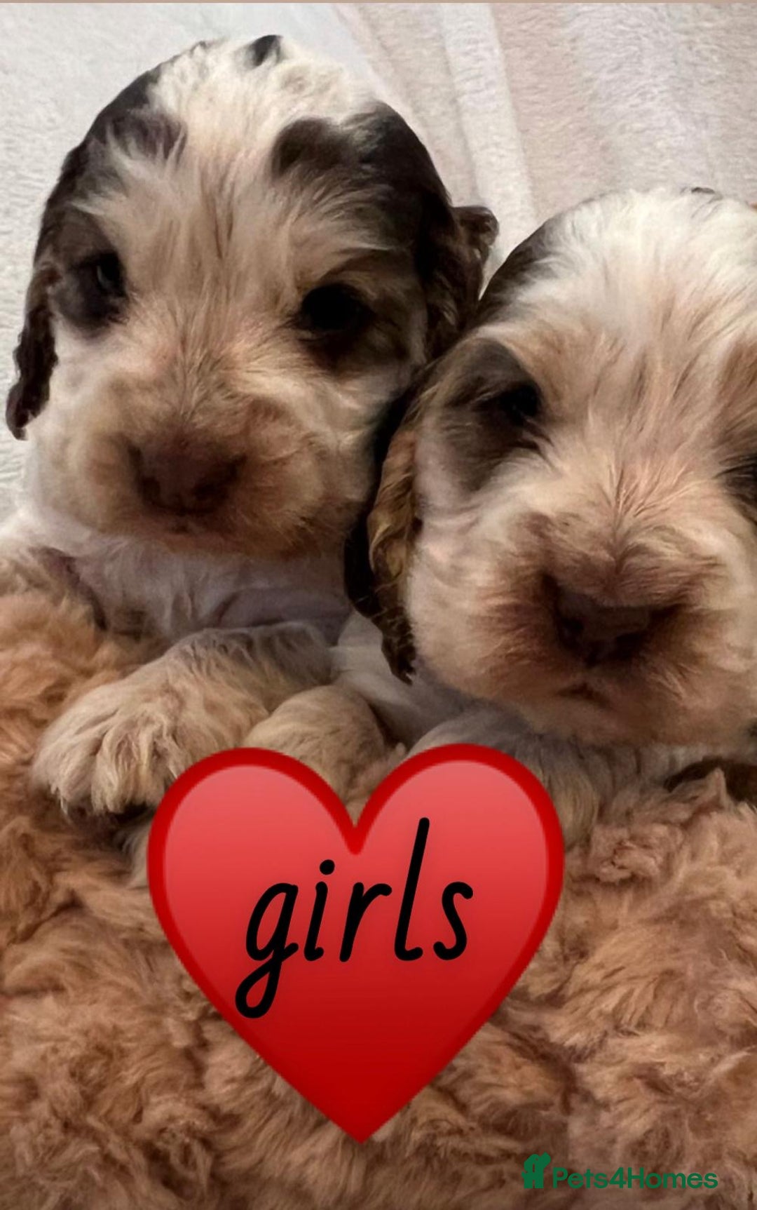 Cocker Spaniel dogs for sale: True show cocker spaniel pups  - Image 7