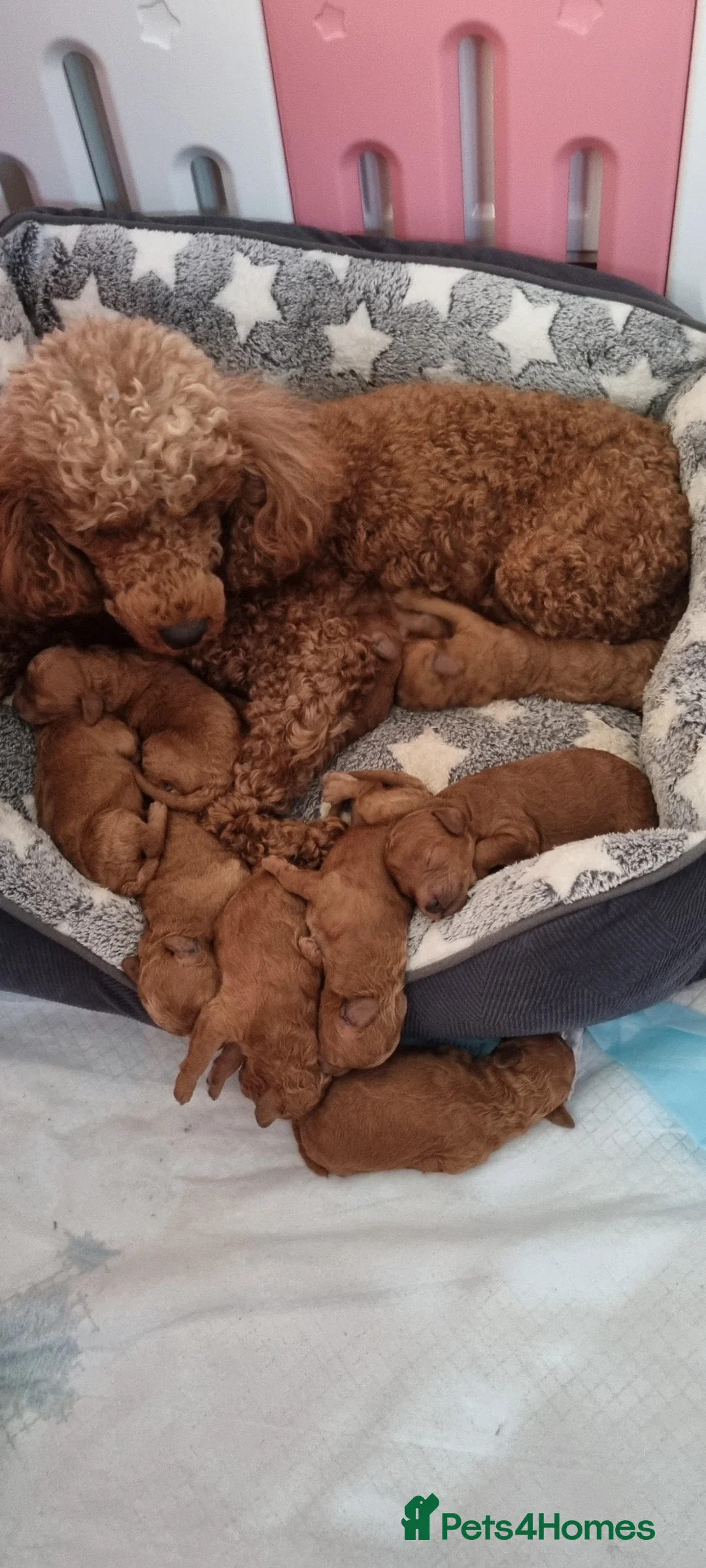Toy Poodle dogs for sale: Fox red Toy poodle  - Advert 12