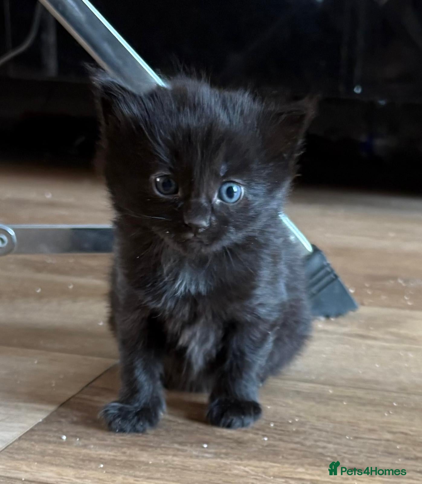 Mixed Breed cats Maine Coon Kittens  - Advert 9