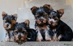 Yorkshire Terrier dogs for sale: 🌸 🐶Adorable Puppies Looking for Homes 🌸 - Image 1