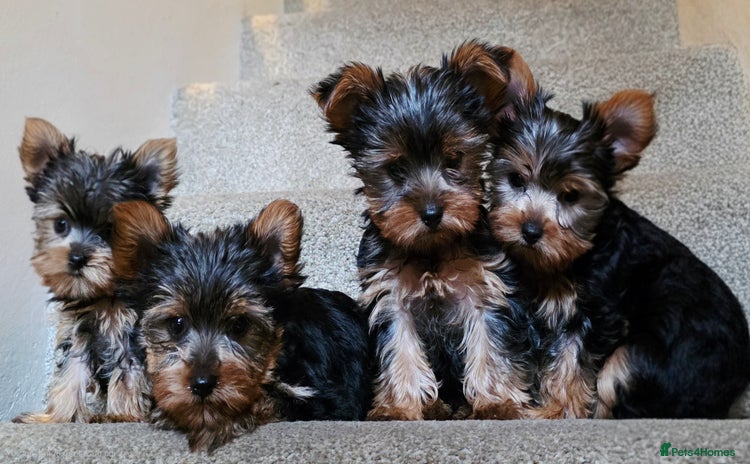 Yorkshire Terrier dogs - Advert 1