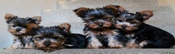 Yorkshire Terrier dogs for sale: 🌸 🐶Last Adorable Puppies (boy) READY TO GO 🌸 - Advert 3