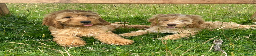 Cockapoo Puppy 1