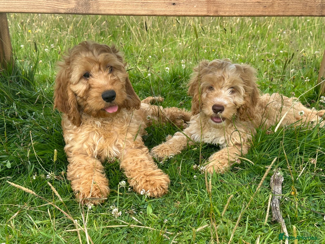 Cockapoo dogs for sale: Fully vaccinated health tested pups - Image 4