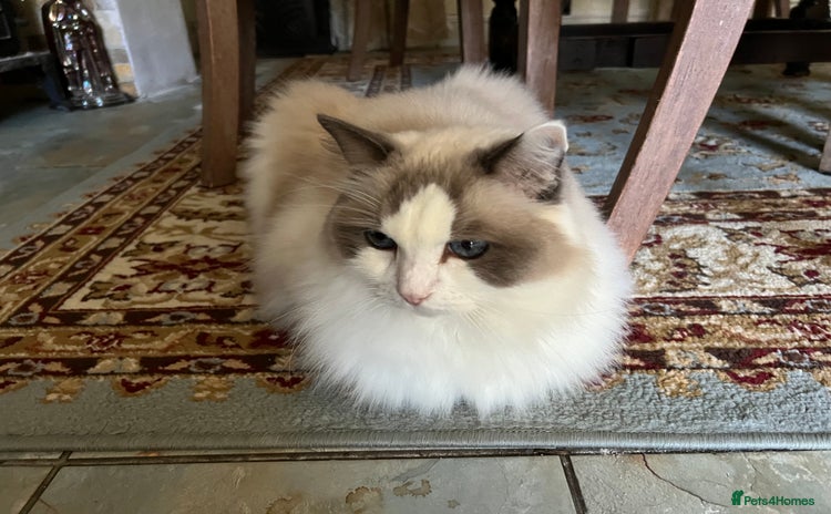 Ragdoll cats - Advert 6