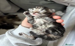 Mixed Breed cats for sale: Gorgeous kittens for sale  - Image 2