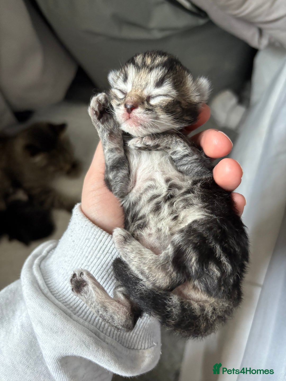 Mixed Breed cats for sale: Gorgeous kittens for sale  - Image 2