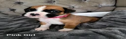 Boxer dogs for sale: 💥 Boxer Puppies 💥 in Manchester - Advert 3
