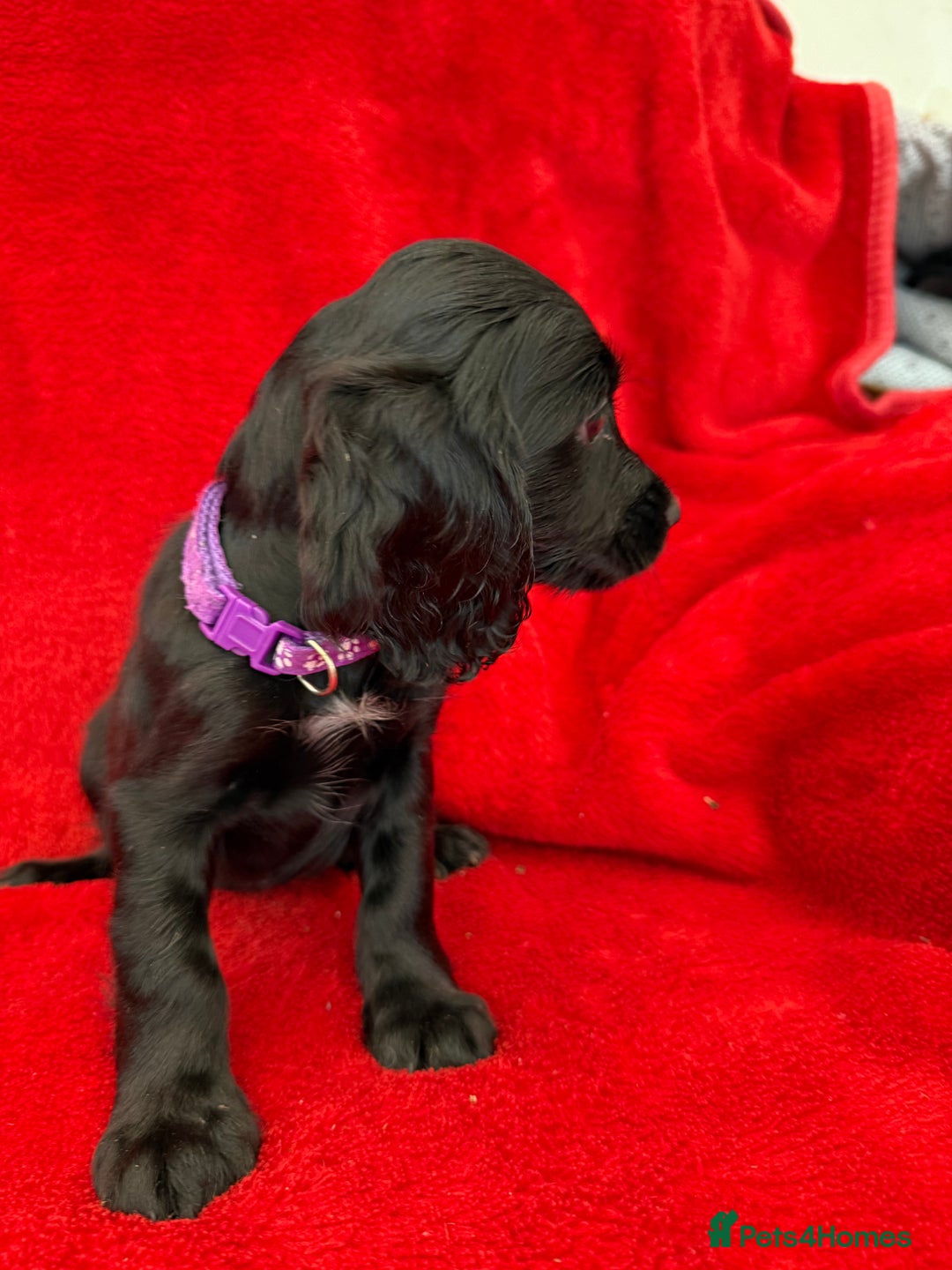 Cocker Spaniel dogs for sale: Working cocker spaniel puppies - Only 3x pups left - Image 28