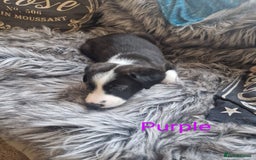 Mixed Breed dogs for sale: Beautiful Rough Collie/Border Collie puppies.  in Towcester - Image 8