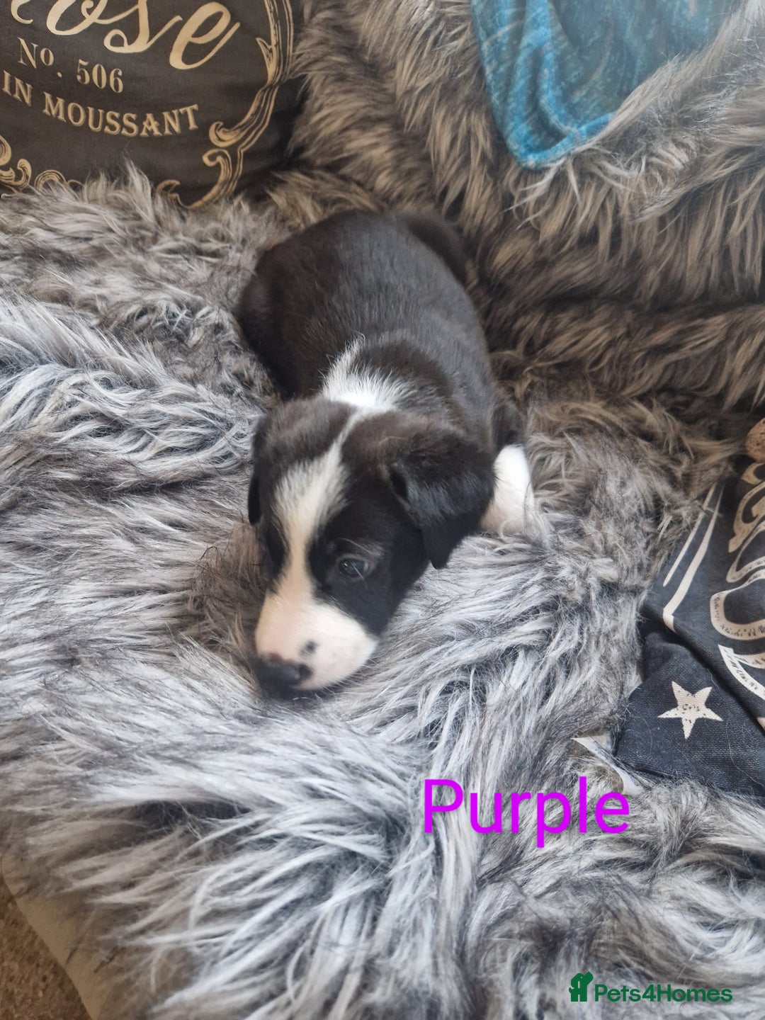 Mixed Breed dogs for sale: Beautiful Rough Collie/Border Collie puppies.  in Towcester - Image 8