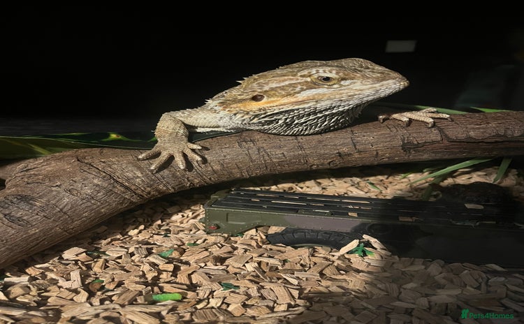 Bearded Dragon reptiles - Advert 1