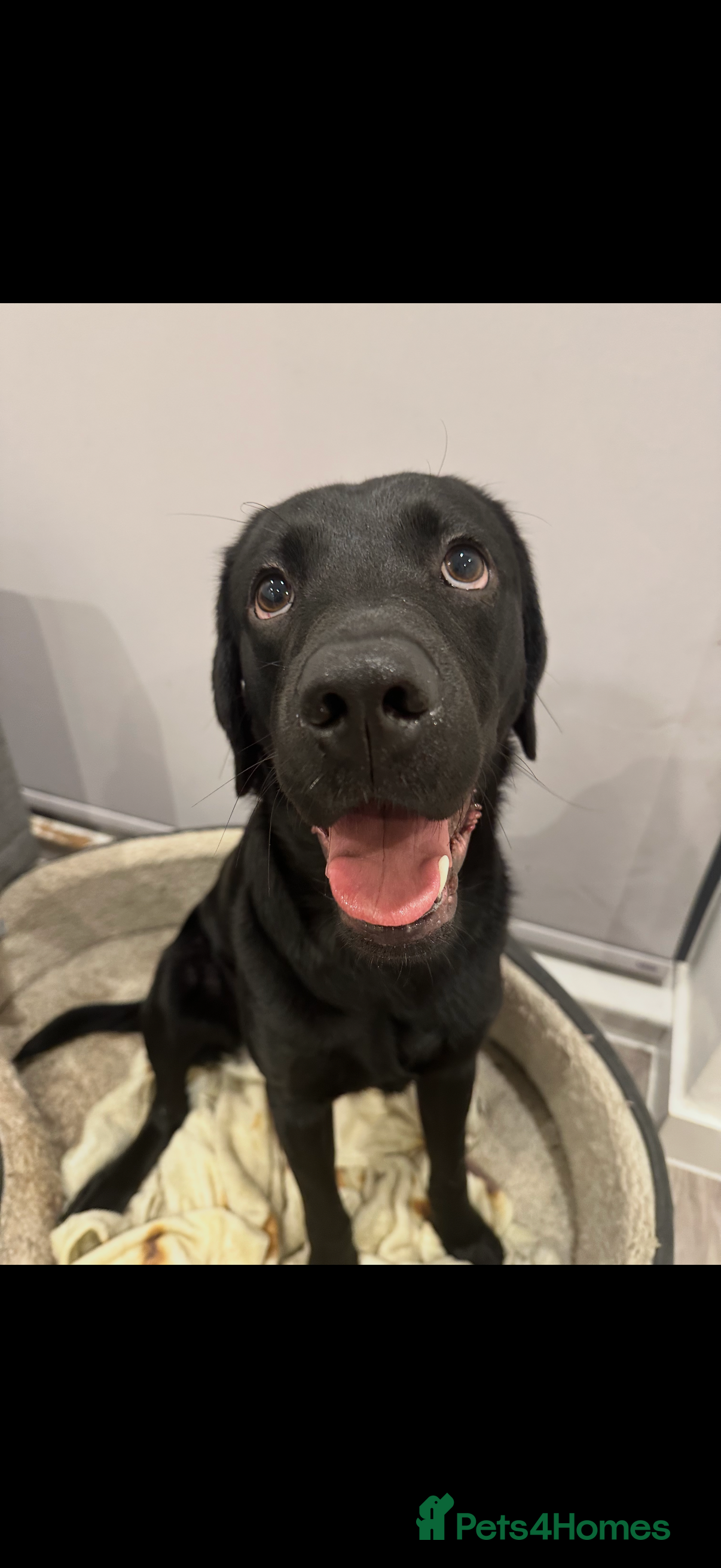 Labrador Retriever dogs 4 year old Labrador retriever  - Advert 1