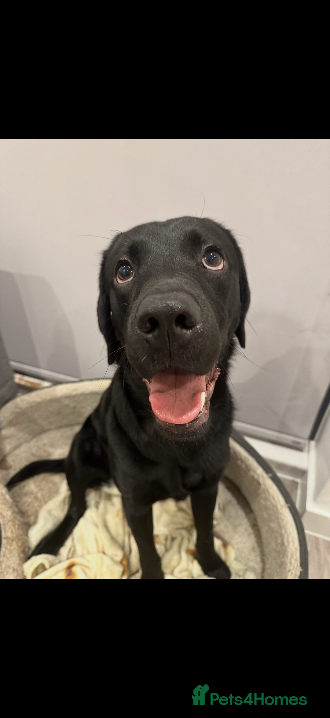 Labrador Retriever dogs for sale: 4 year old Labrador retriever  - Advert 1