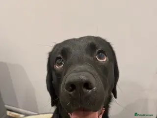 Labrador Retriever dogs 4 year old Labrador retriever - Advert 16