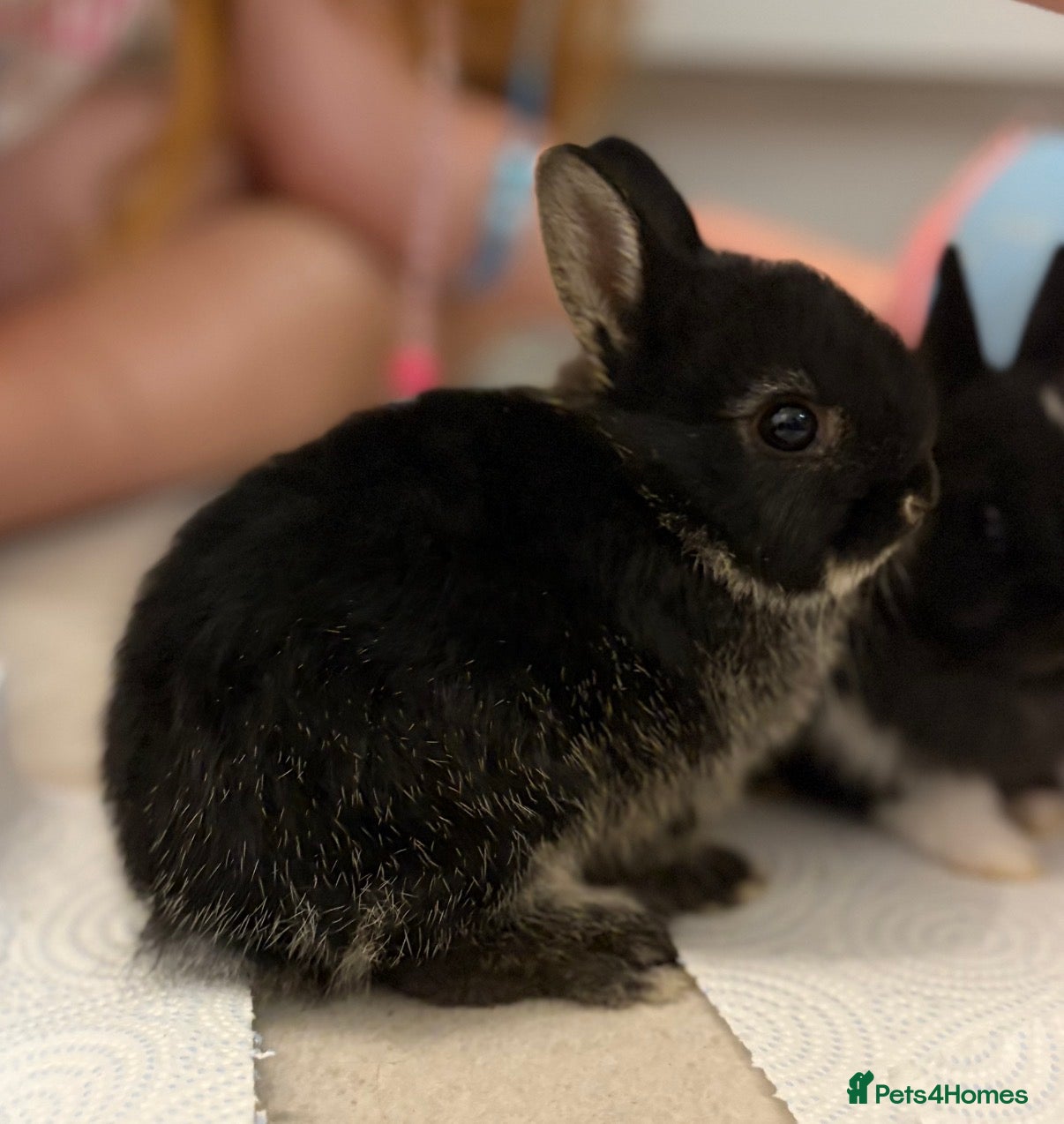 Netherland Dwarf rabbits Ready to go 3 Left Netherland Dwarf Bunnies  - Advert 6