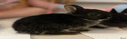 Netherland Dwarf rabbits for sale: Ready to go 3 Left Netherland Dwarf Bunnies  - Advert 7
