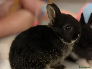 Netherland Dwarf rabbits Ready to go 3 Left Netherland Dwarf Bunnies - Advert 6