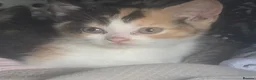 American Shorthair cats for sale: Mix breed american shorthair kittens in Kettering - Advert 3