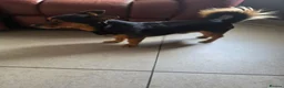 Chiweenie dogs for sale: Lovely 3 year old Diego for Rehoming 🐾💙 - Advert 7