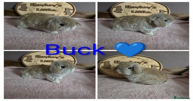 Mini Lop rabbits - Advert 5
