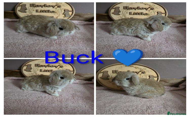 Mini Lop rabbits - Advert 3