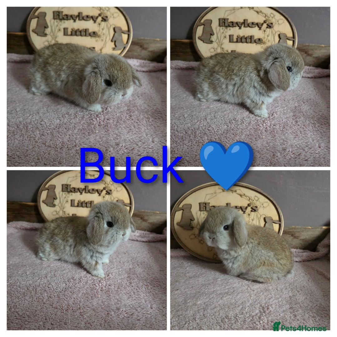 Mini Lop rabbits for sale: Gorgeous pure breed mini lops  - Image 2