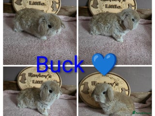 Mini Lop rabbits - Advert 2