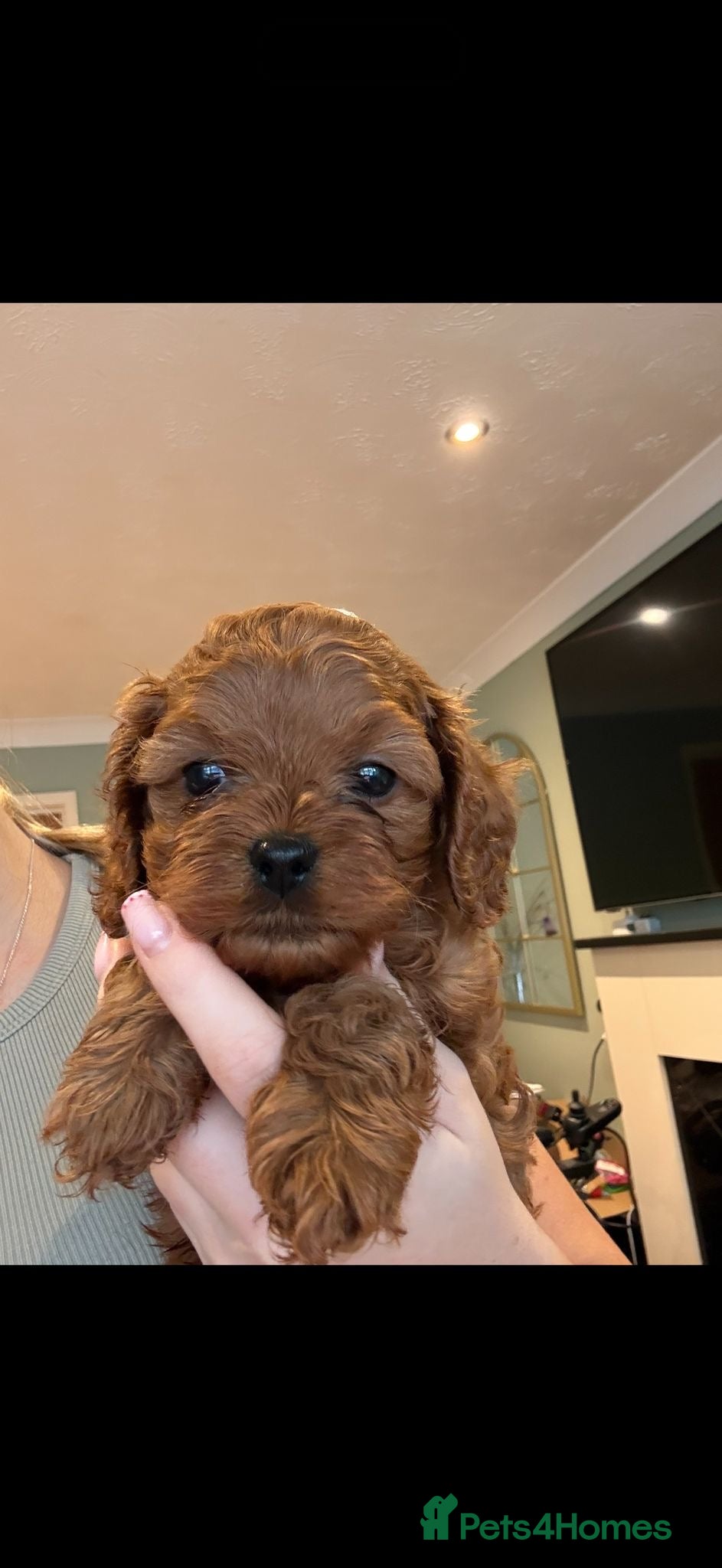 Cavapoo dogs Health tested parents F1 cavapoo  1 boy Available - Advert 5