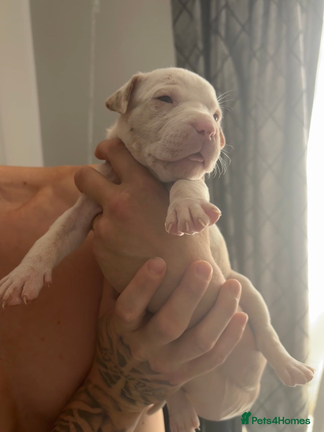Mixed Breed dogs for sale: American Bulldog X Mastiff mix  - Image 24