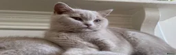 British Shorthair cats for sale: Championship line GCCF British Shorthair Kittens - Advert 4