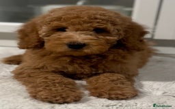Australian Labradoodle dogs for sale: Australian Labradoodle Bitch fully vaccinated  - Advert 5